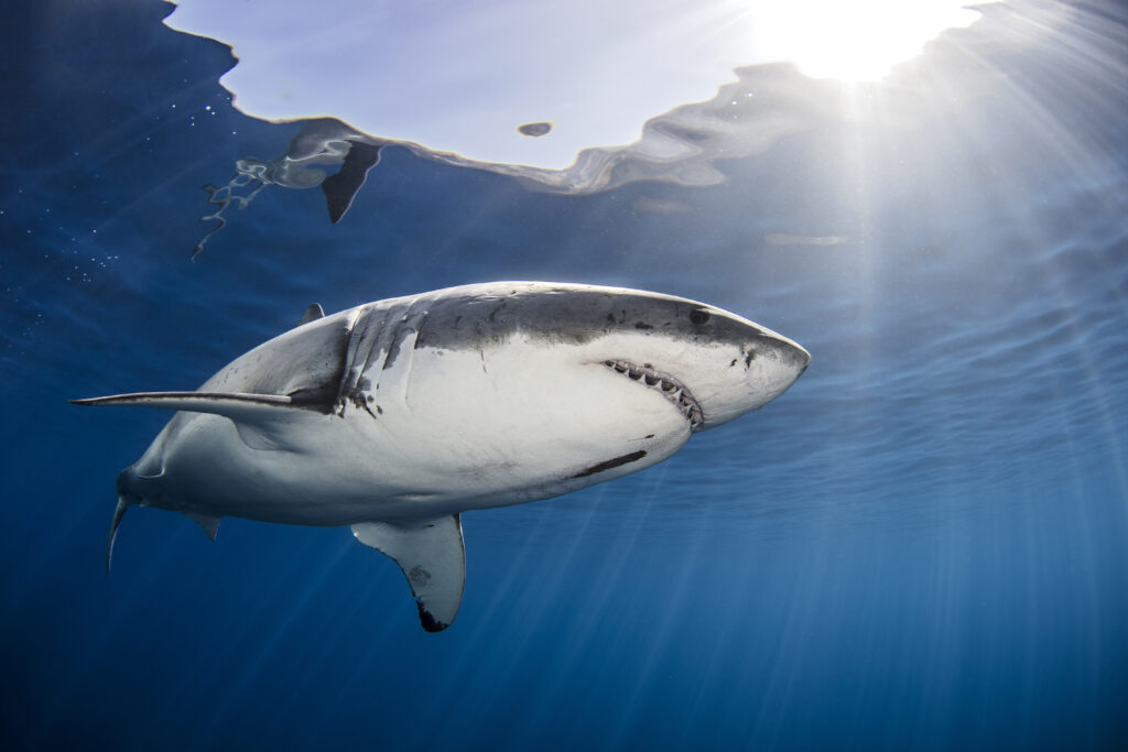 will sharks attack you while on a boat